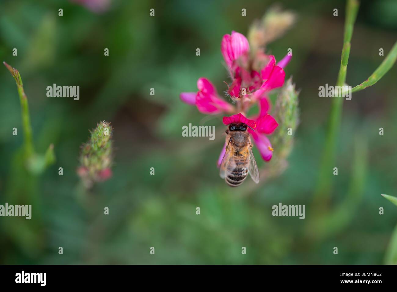 Die Biene sammelt Pollen aus rosa Blüten in einem Garten Stockfoto