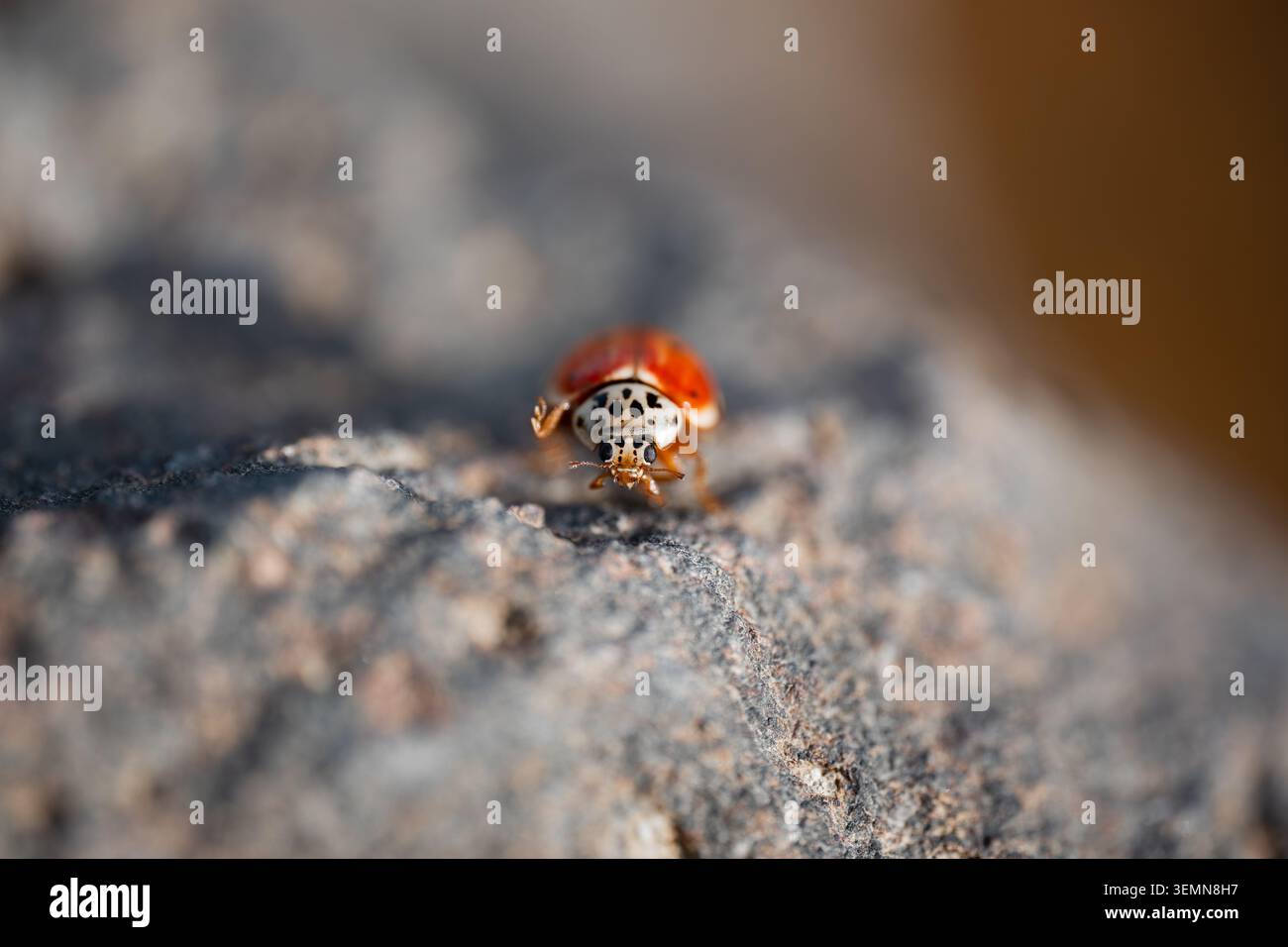 Ein Käfer bewegt sich tagsüber langsam über eine felsige Oberfläche in der Nähe von Wasser Stockfoto