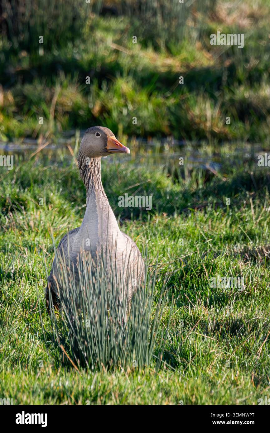 Graugans, die im Gras posiert Stockfoto