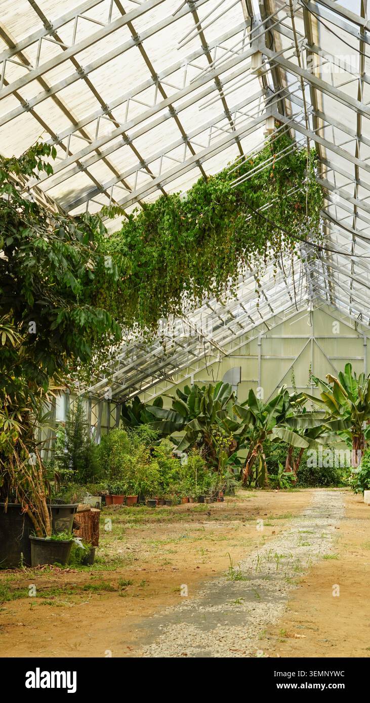 Üppige tropische Pflanzen gedeihen in einem sonnendurchfluteten Glasgewächshaus Stockfoto