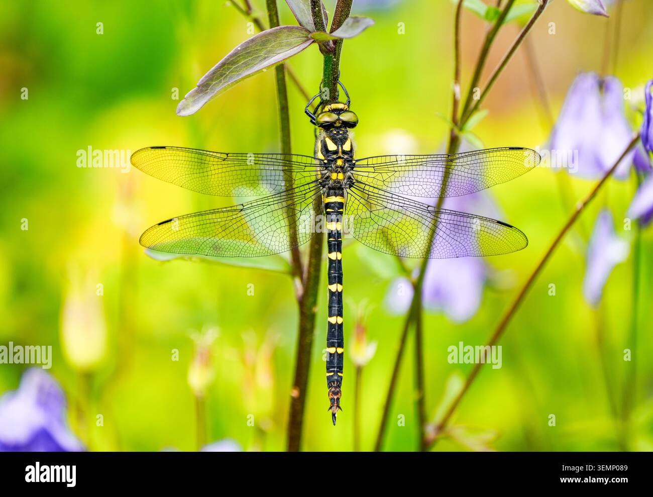 Gestreifte Libelle in der Natur. Nahaufnahme des Insekts. Gelb-schwarz gestreifte Libelle. Cordulegaster bidentata. Stockfoto