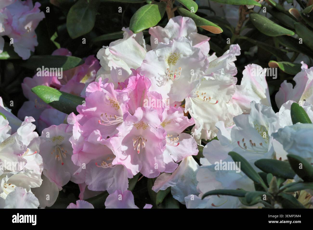 Rhododendron yakushimanum. Nahaufnahme einer Gruppe glockenförmiger Yakushima Rhododendron-Blüten öffnen sich rosa und verblassen zu weiß. Ältere und neue Cluster. Stockfoto
