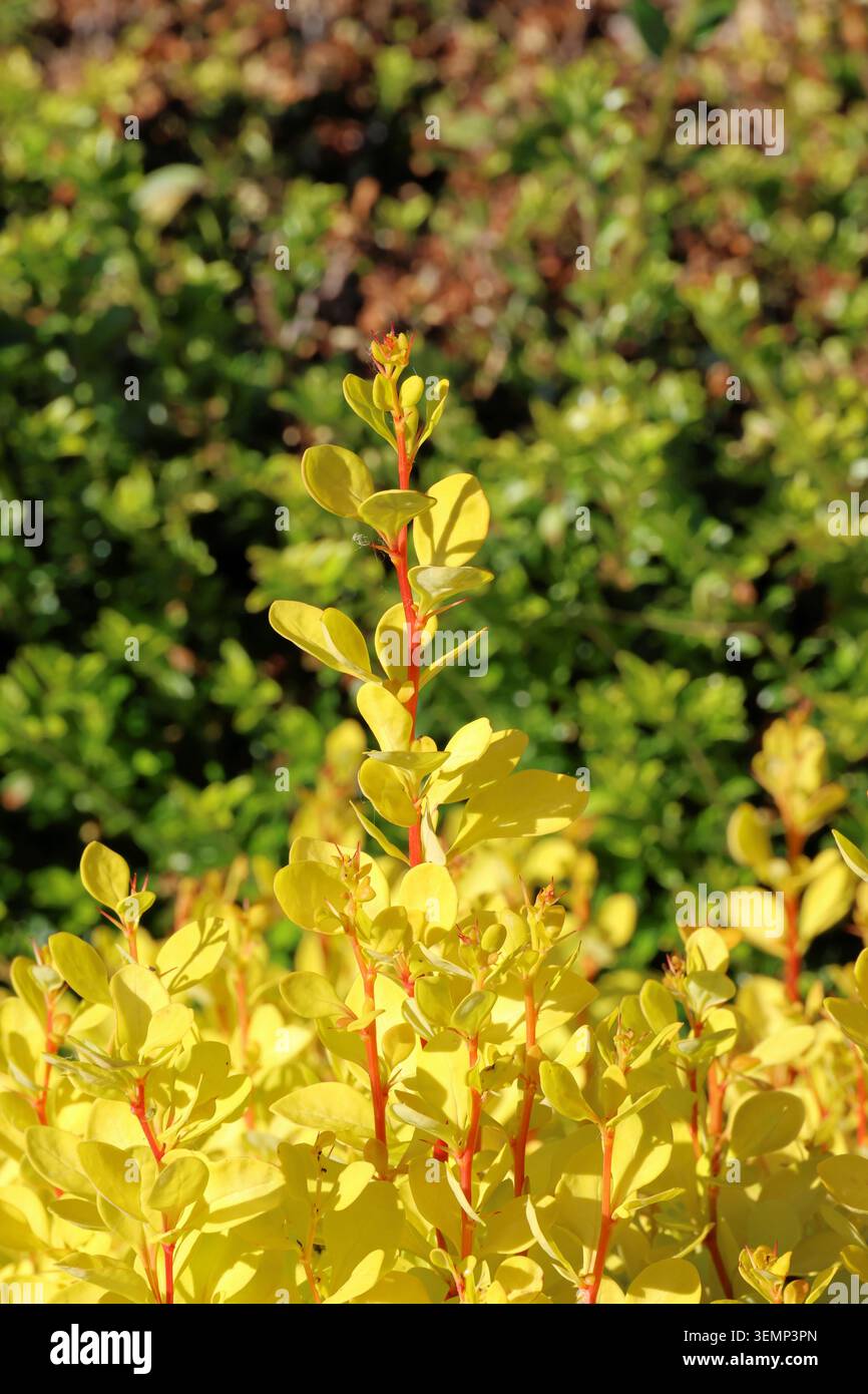Berberis thunbergii „Goldene Fackel“. Aufrechtes goldgelbes neues Frühlingsblatt auf japanischer Berberitze mit leuchtend roten, kontrastierenden Stielen. Stockfoto