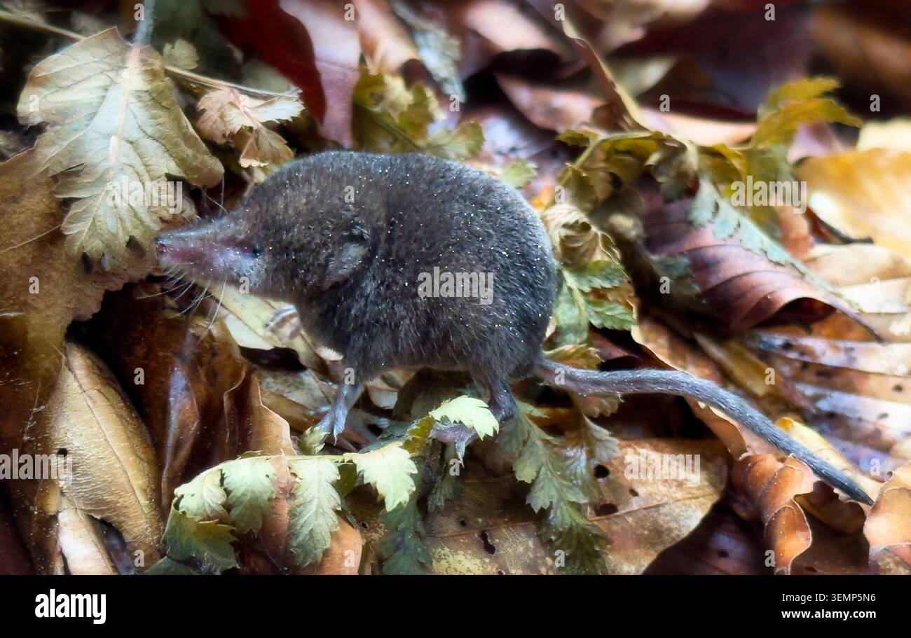 Spitzspitzel, Sorex araneus, einzelnes Tier im Laubwald Stockfoto
