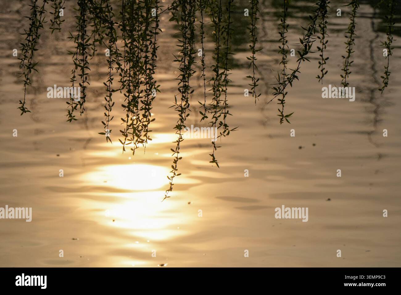 Silhouetten mit Trauerweidenzweigen, die über dem See hängen, mit goldener Lichtreflexion bei Sonnenuntergang auf plätscherndem Wasser Stockfoto