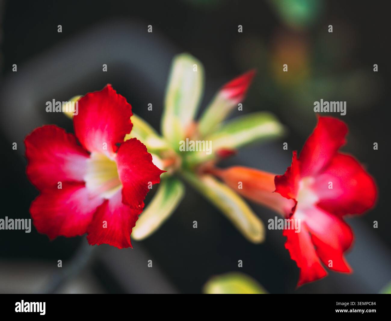 Rote adeniumblüten (Adenium obesum) mit leuchtenden, sich überlappenden Blütenblättern und weißen Zentren blühen vor einem verschwommenen Hintergrund. Stockfoto