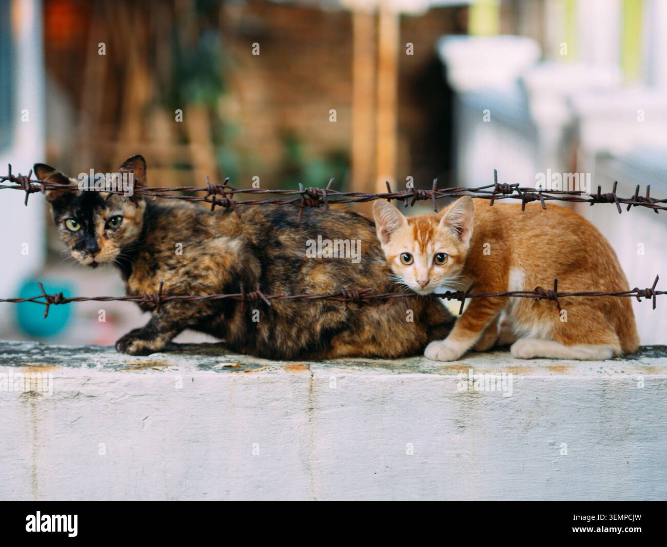 Zwei Katzen sitzen auf einer Betonoberfläche hinter einem rostigen Stacheldraht. Die Erwachsene Katze links hat ein Schildpatt-Fell mit einer Mischung aus schwarz, braun, Stockfoto