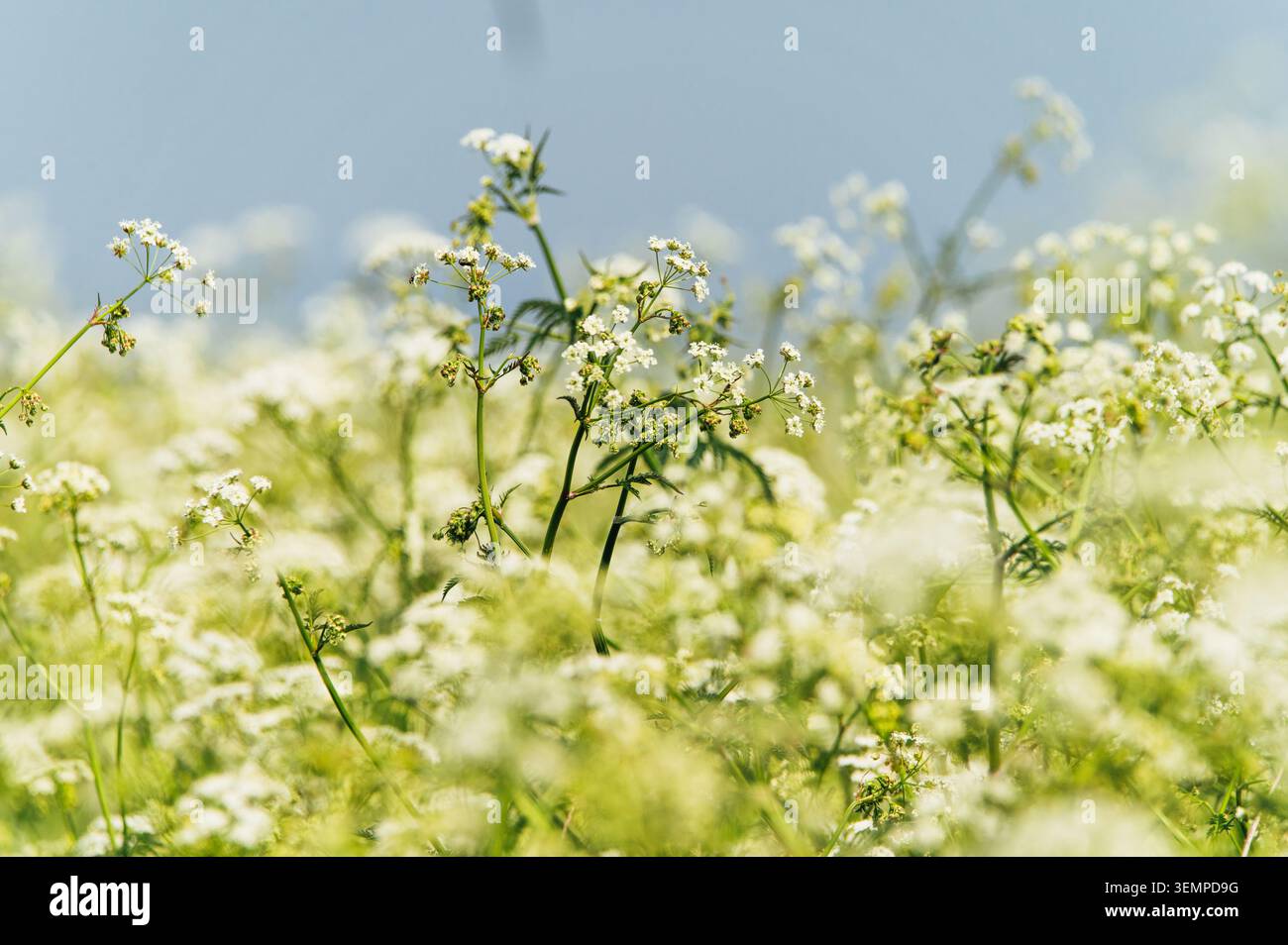 Ein sonniges Feld mit zarten Kuh-Petersilie-Blüten Stockfoto