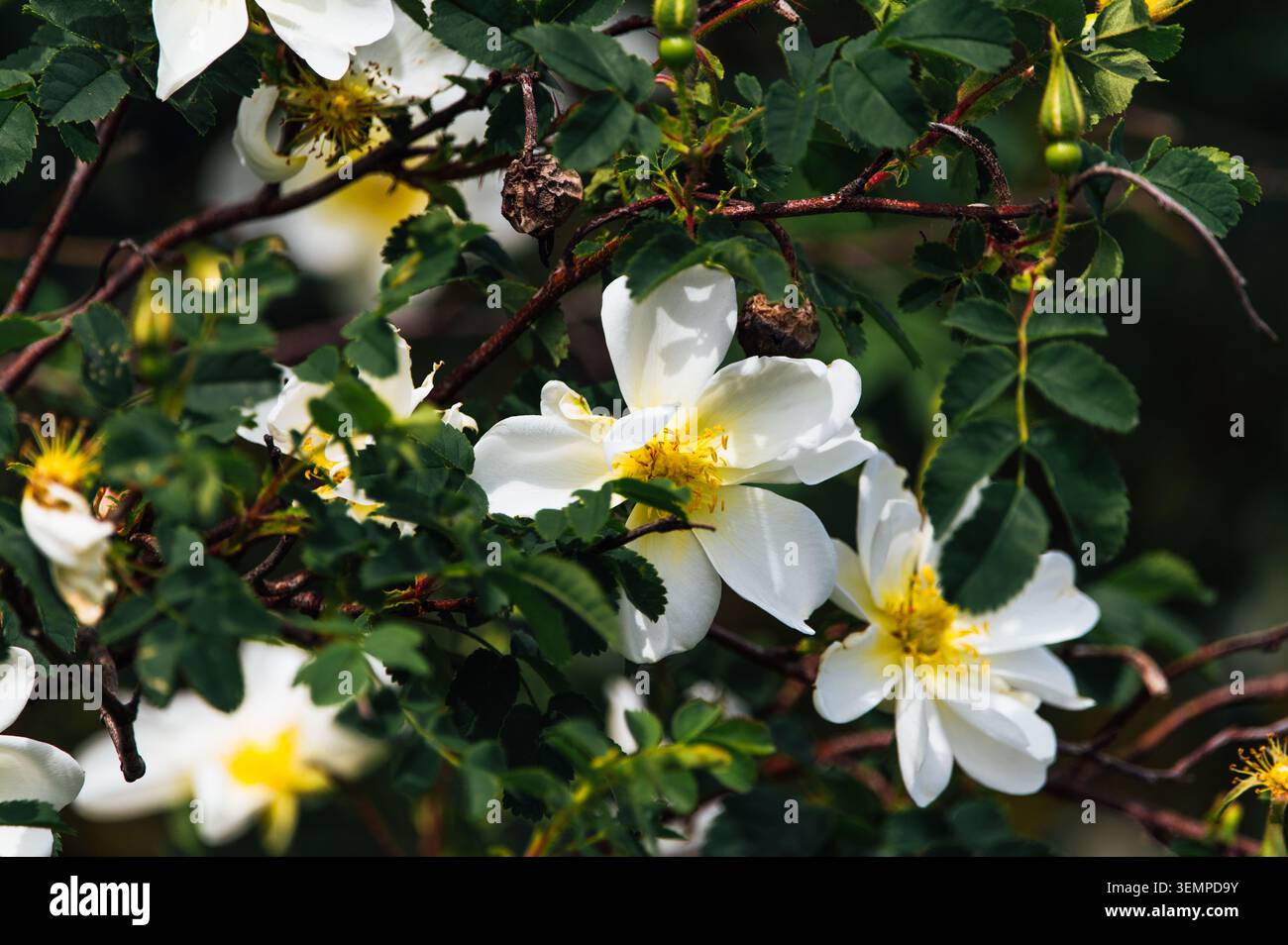 Wilde Rosenblüten im Küstenschutzgebiet bei Heiligenhafen Stockfoto