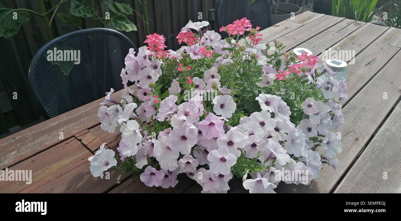 Ein lebhaftes Arrangement aus Petunien und Eisenkraut bringt Farbe und Charme auf einen ruhigen Sommergartentisch. - Smartphone-aufgenommenes Stockfoto