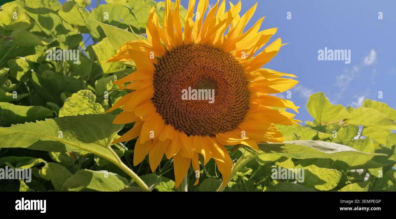 Nahaufnahme einer leuchtenden Sonnenblume in voller Blüte, fotografiert von unten vor einem klaren blauen Sommerhimmel, mit üppigen grünen Blättern, die das helle Licht umgeben - Smartphone-aufgenommenes Stockfoto