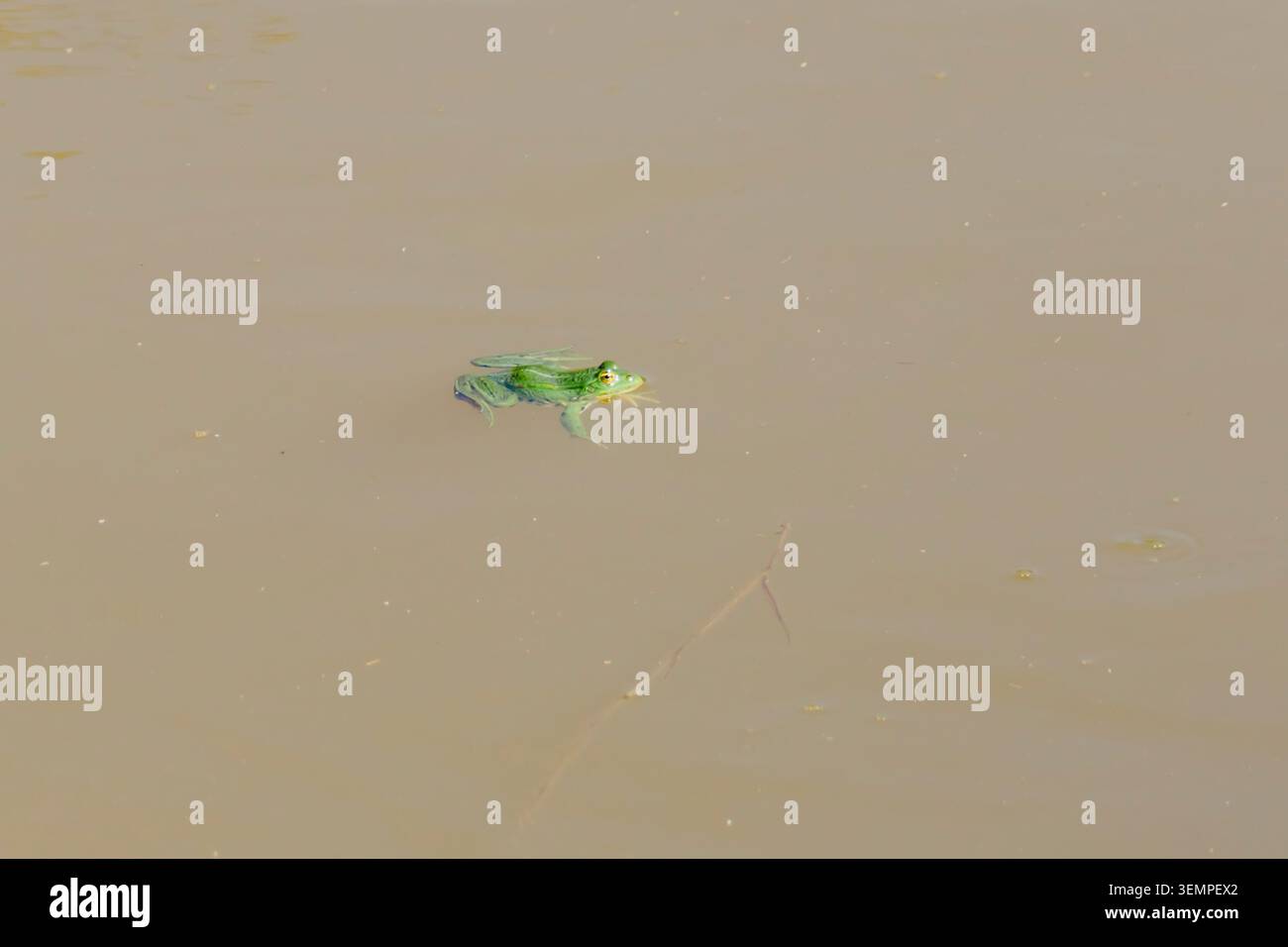 Ein grüner Frosch schaut mir ins Gesicht, während er im Teich schwimmt. Stockfoto