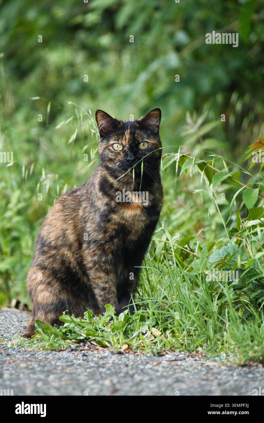 Schildpatterkatze sitzt im Gras und blickt direkt in die Kamera mit einem Grashalm im Mund. Stockfoto