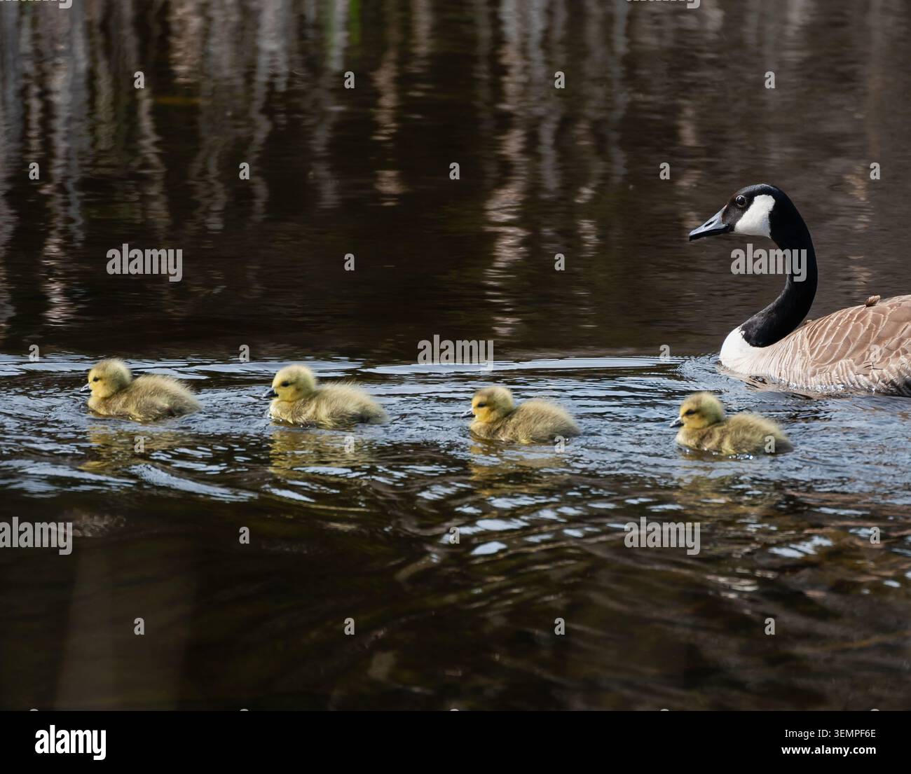 Mutter-Kanada-Gans führt vier Gänse, die auf einem Teich schwimmen Stockfoto