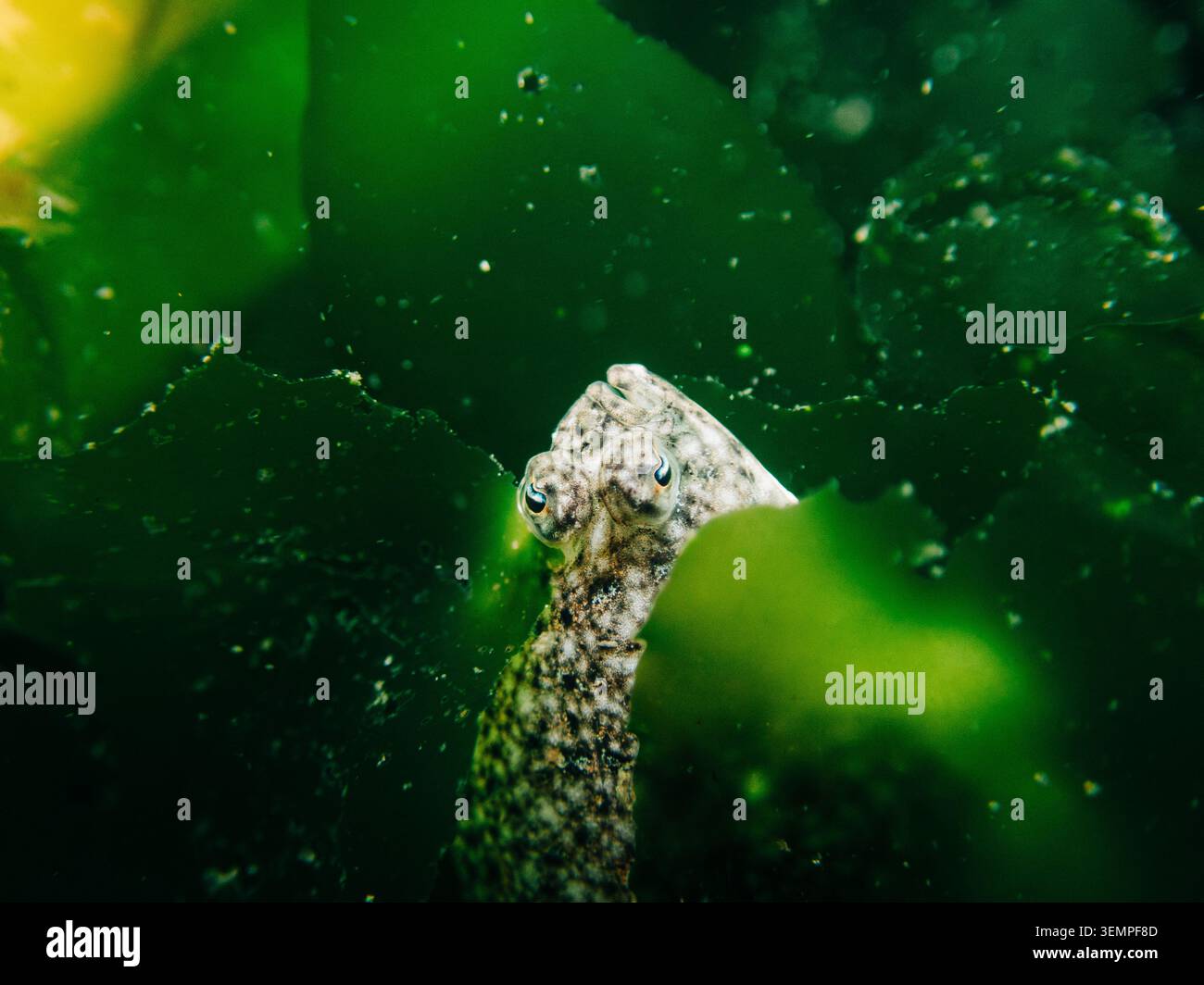 Nahaufnahme eines flachen Fisches im Puget Sound Stockfoto