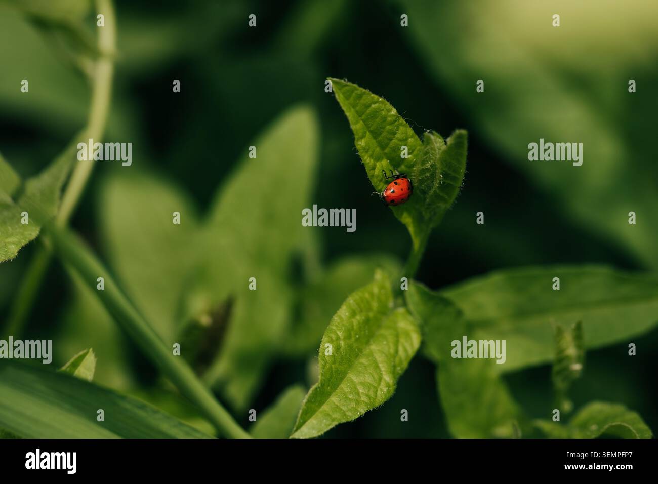 Kleine rote Marienkäfer sitzt auf einem üppigen grünen Blatt Stockfoto