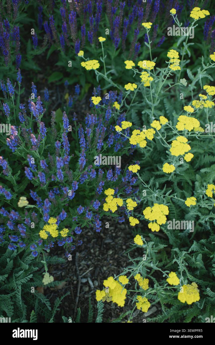 Kontrastierende lila Salbei- und gelbe Schafgarbenblüten Stockfoto