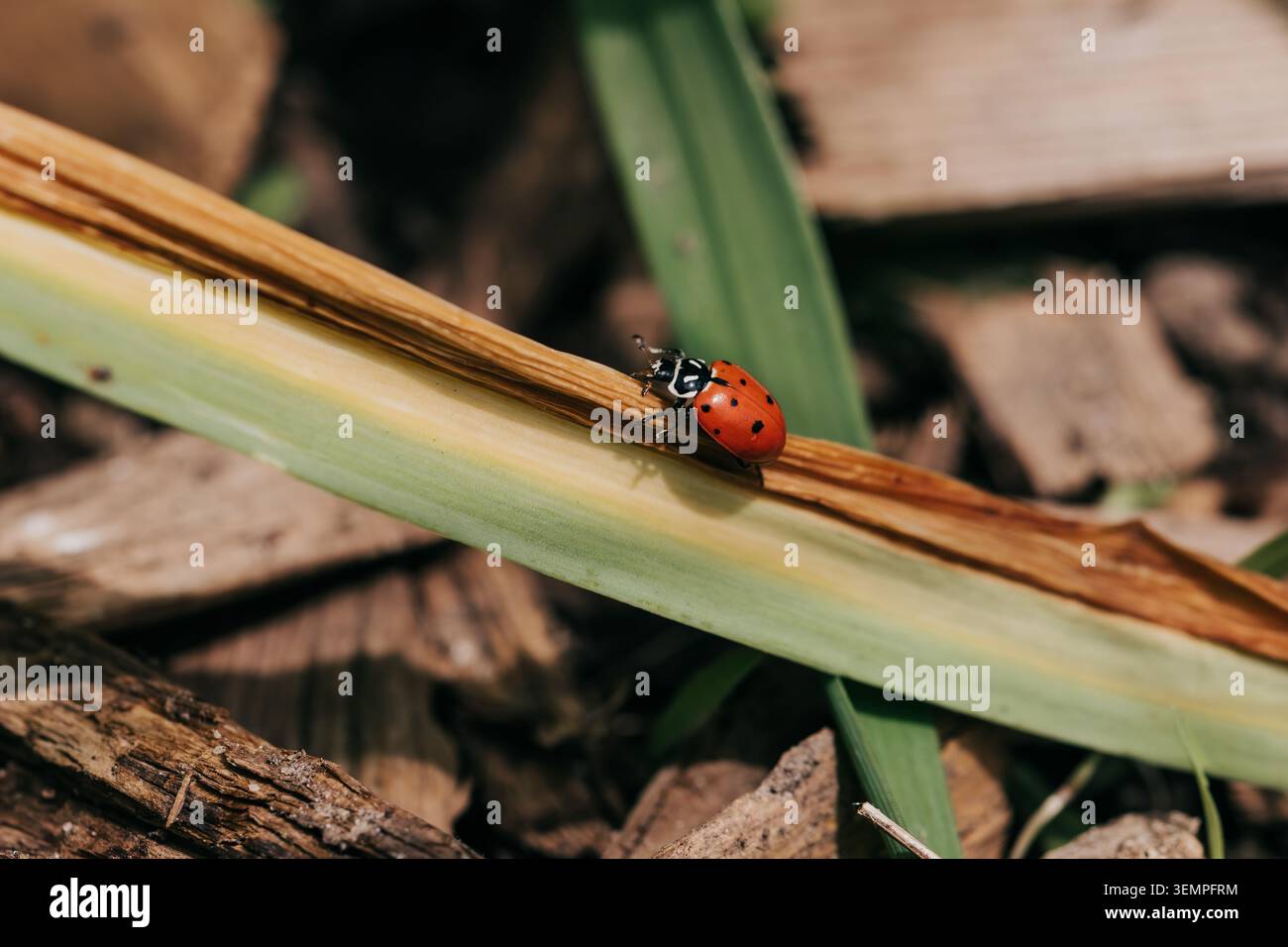 Ein Marienkäfer läuft an einer trockenen Blattklinge entlang Stockfoto