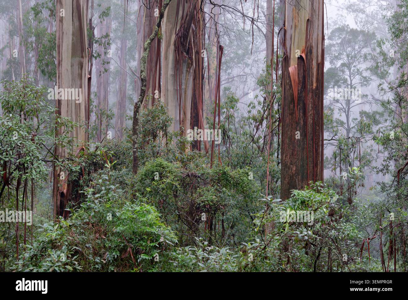Ein nebliger Wald von Sherbrooke Stockfoto