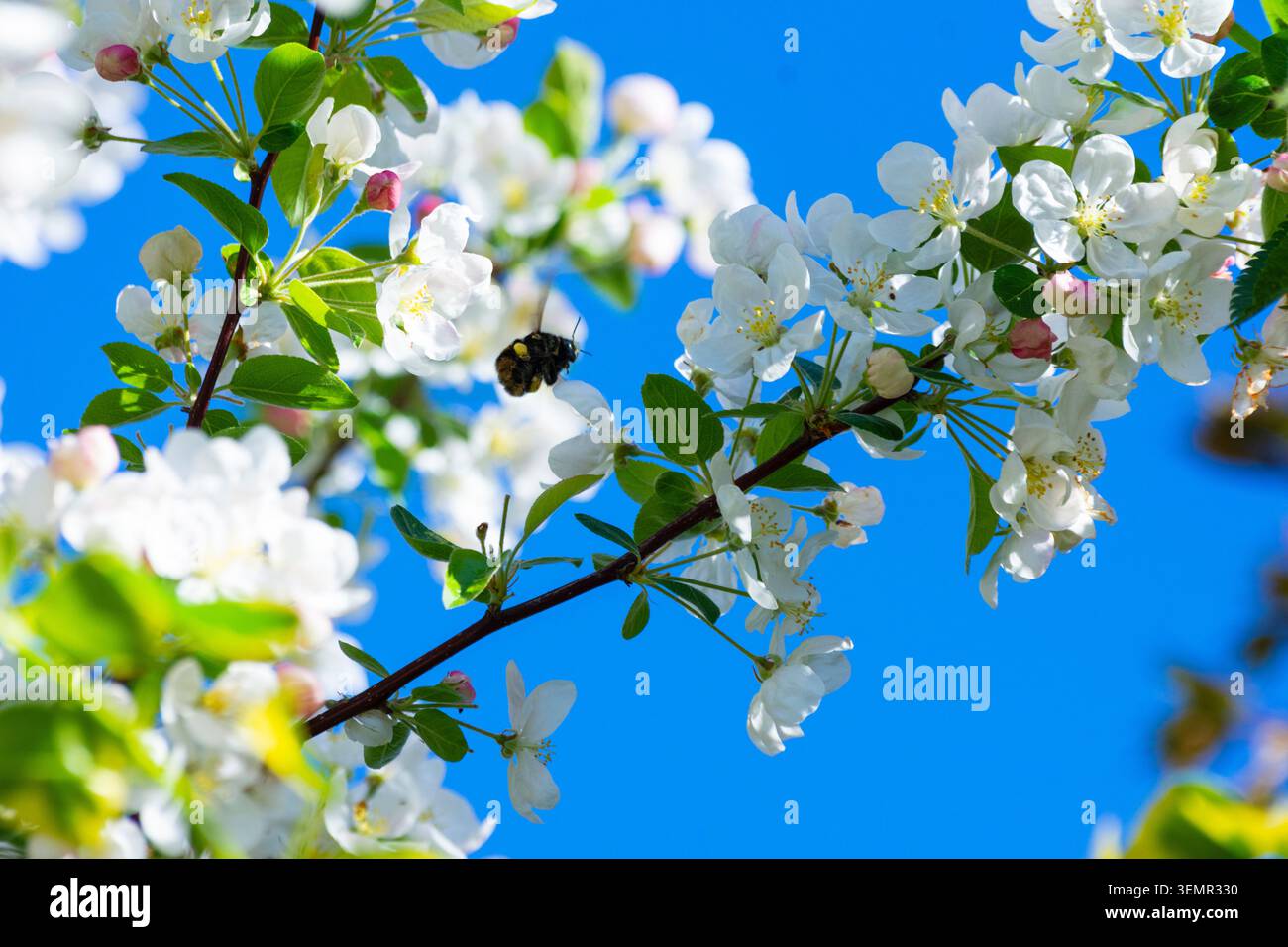 Eine kleine Heidehummel (Bombus jonellus) sammelt Pollen von einem Krabbenapfelbaum inmitten seiner Frühlingsblüte in Bedfordshire, England - Foto: Geopix/Bill Mitchell Stockfoto