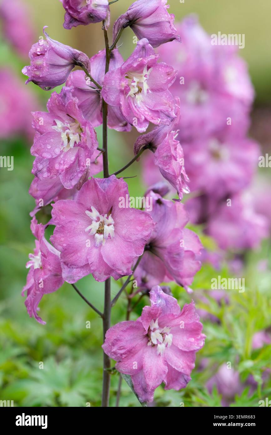 Delphinium elatum Himbeerrhapsodie, Spitzen aus doppelten oder halbdoppelten Himbeerrosa Blüten Stockfoto