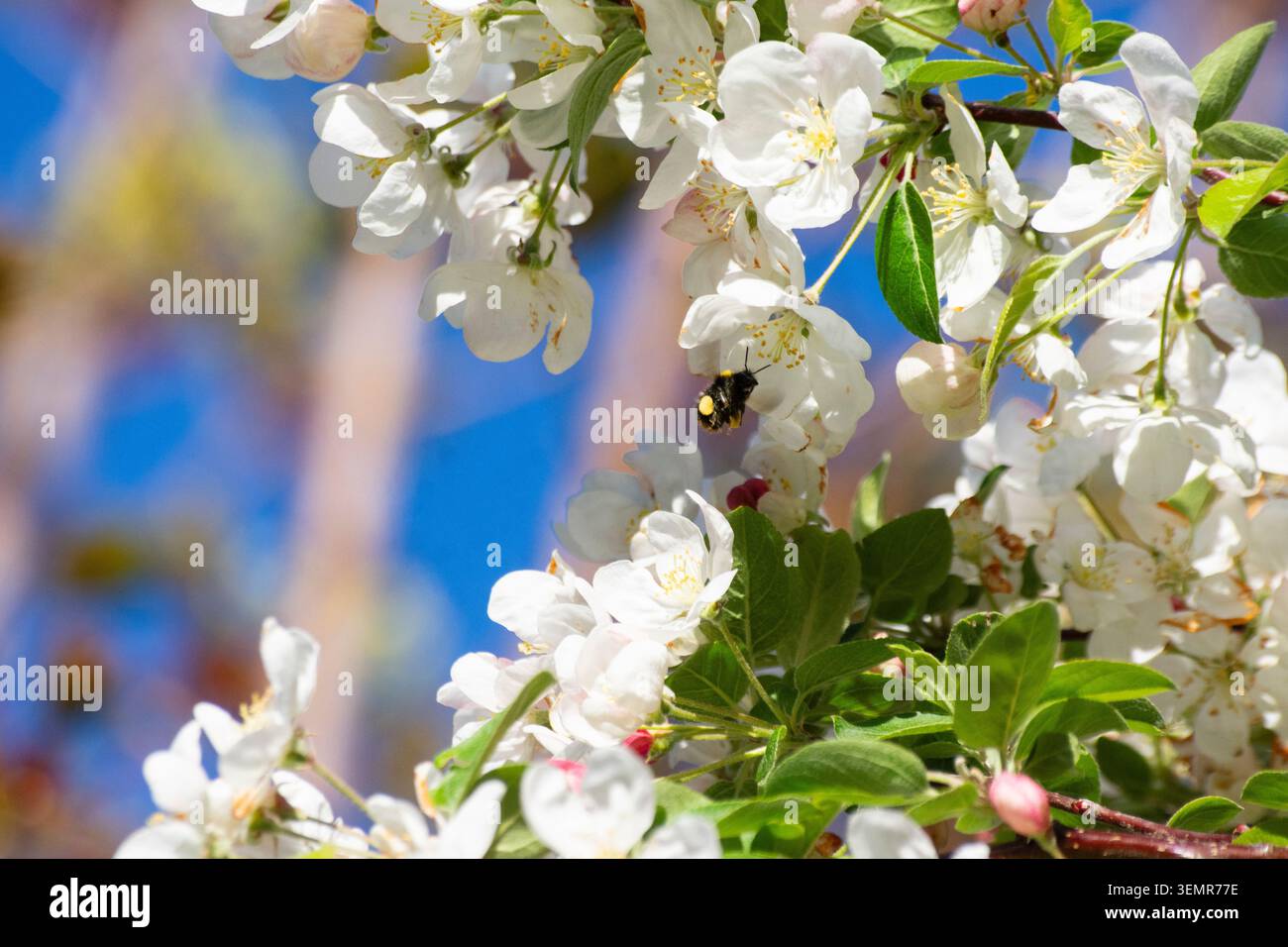 Eine kleine Heidehummel (Bombus jonellus) sammelt Pollen von einem Krabbenapfelbaum inmitten seiner Frühlingsblüte in Bedfordshire, England - Foto: Geopix/Bill Mitchell Stockfoto