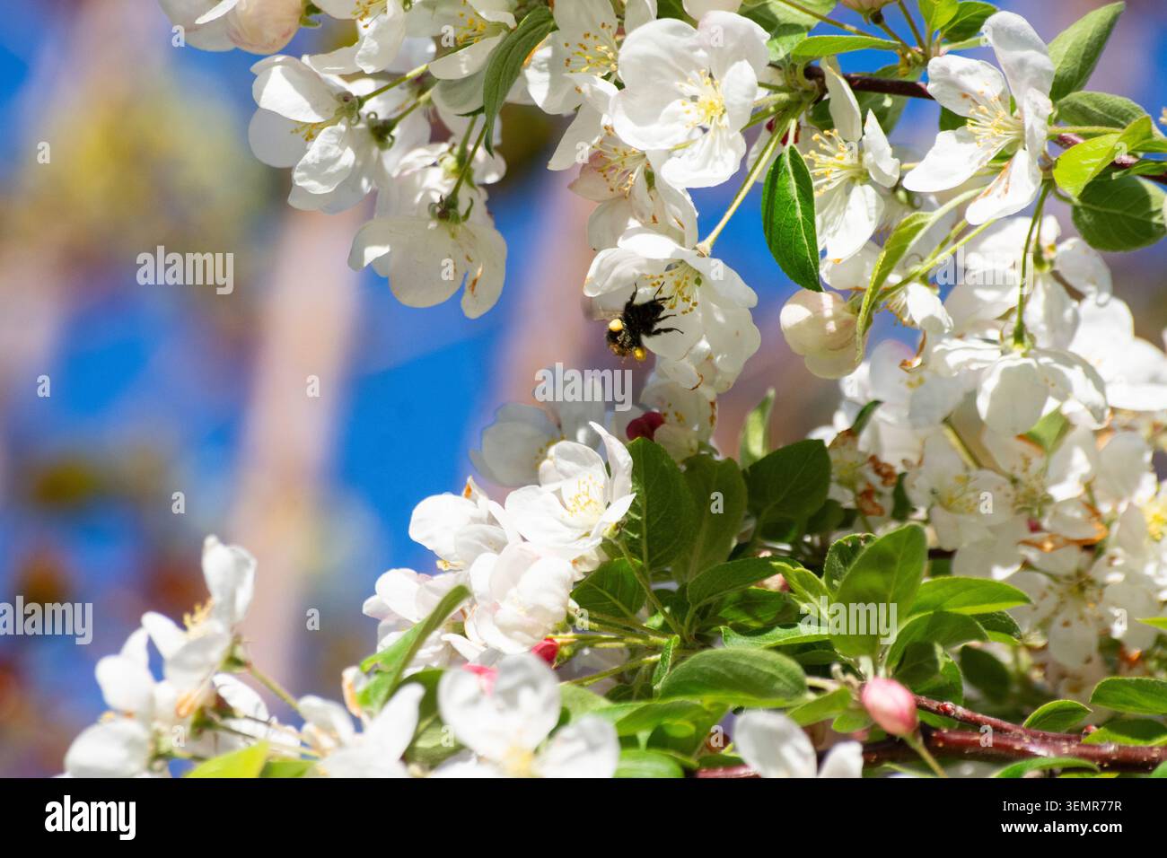 Eine kleine Heidehummel (Bombus jonellus) sammelt Pollen von einem Krabbenapfelbaum inmitten seiner Frühlingsblüte in Bedfordshire, England - Foto: Geopix/Bill Mitchell Stockfoto