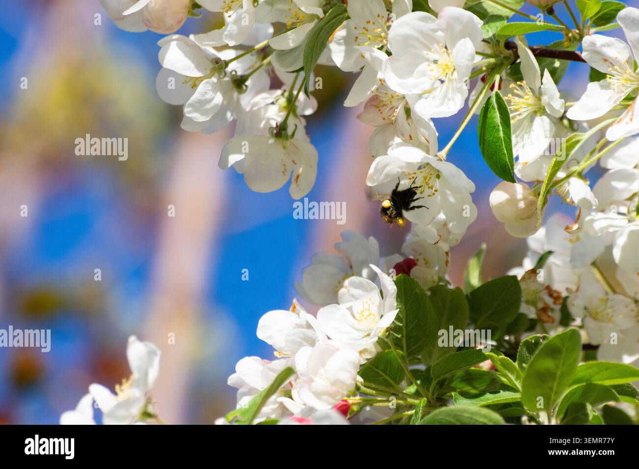 Eine kleine Heidehummel (Bombus jonellus) sammelt Pollen von einem Krabbenapfelbaum inmitten seiner Frühlingsblüte in Bedfordshire, England - Foto: Geopix/Bill Mitchell Stockfoto