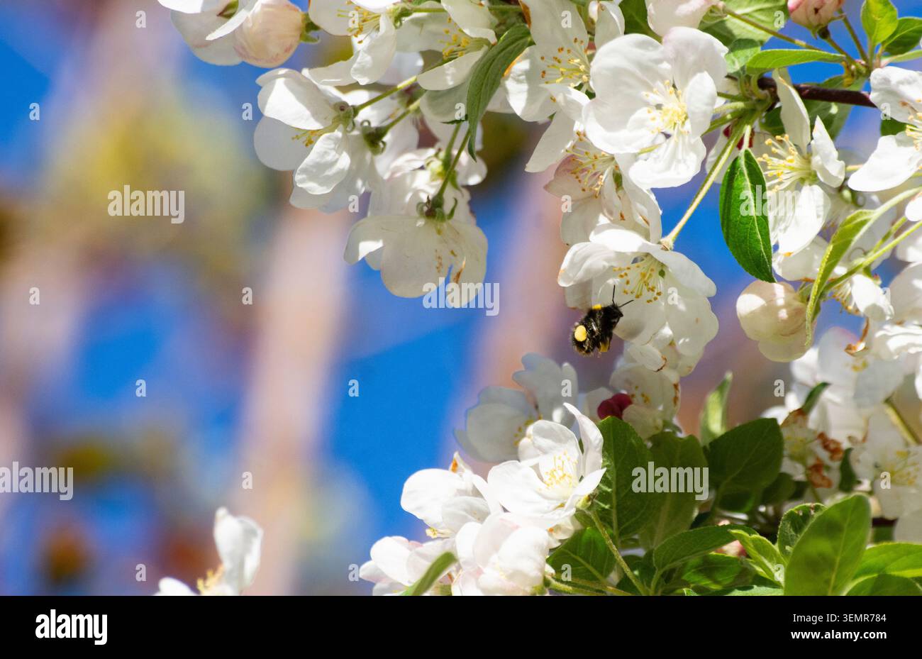 Eine kleine Heidehummel (Bombus jonellus) sammelt Pollen von einem Krabbenapfelbaum inmitten seiner Frühlingsblüte in Bedfordshire, England - Foto: Geopix/Bill Mitchell Stockfoto
