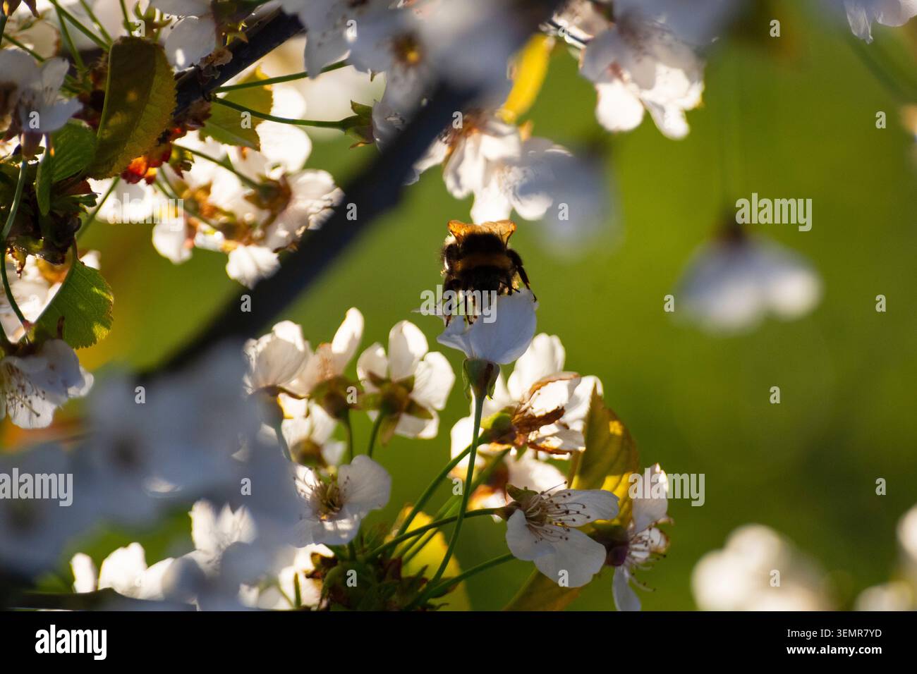 Eine kleine Heidehummel (Bombus jonellus) sammelt Pollen von einem Krabbenapfelbaum inmitten seiner Frühlingsblüte in Bedfordshire, England - Foto: Geopix/Bill Mitchell Stockfoto