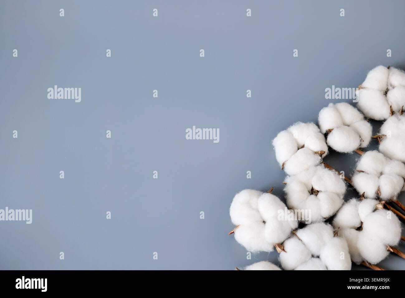 Baumwollbolle auf grauem Hintergrund Stockfoto
