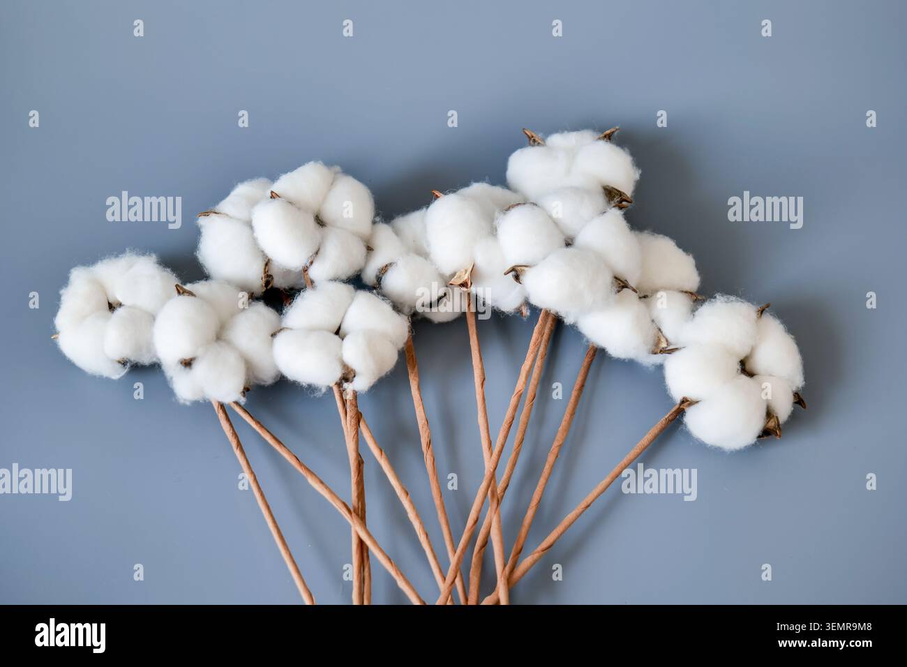 Baumwollbolle auf grauem Hintergrund Stockfoto