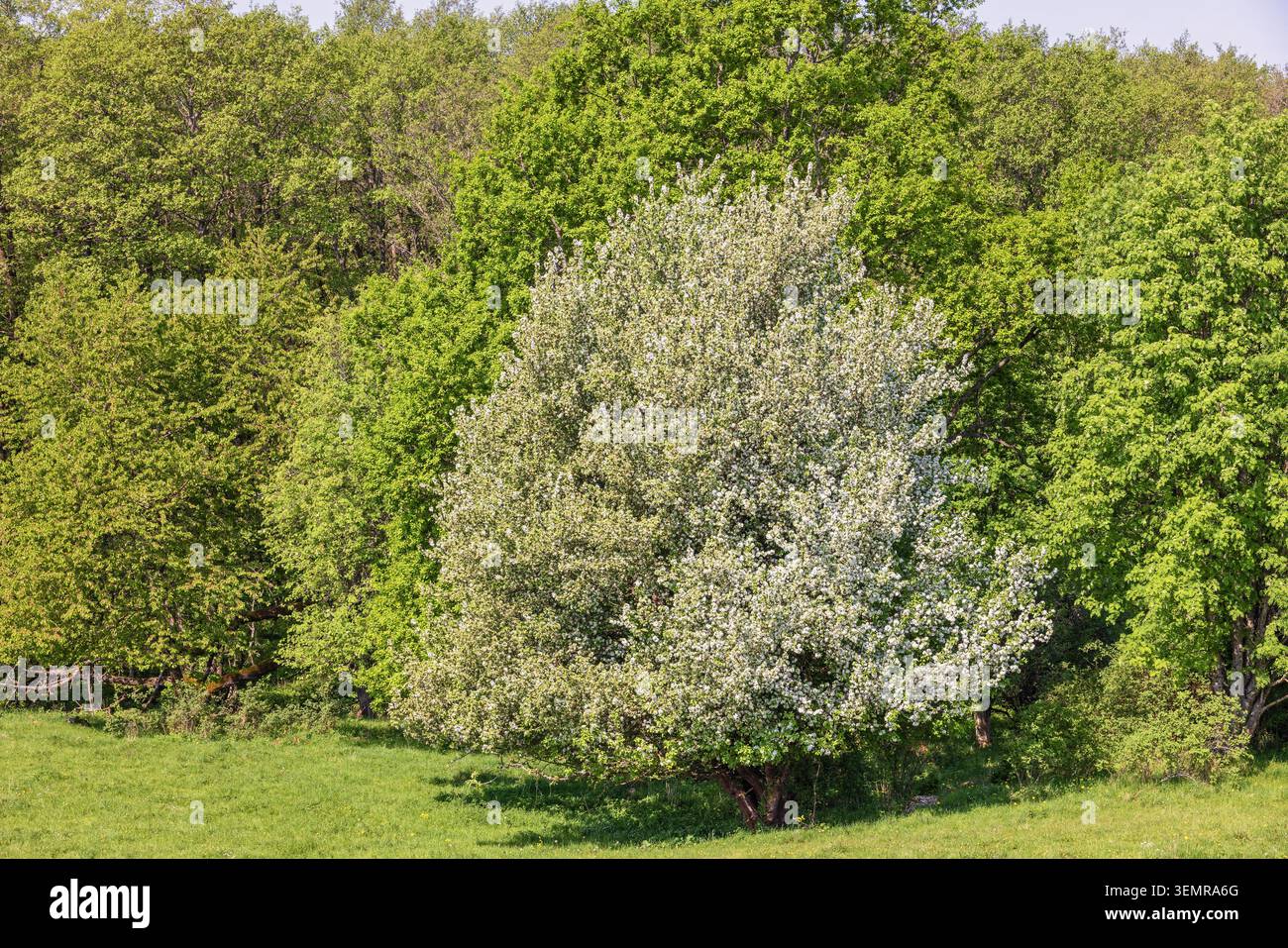 Blühende Obstbäume am Waldrand einer Wiese Stockfoto