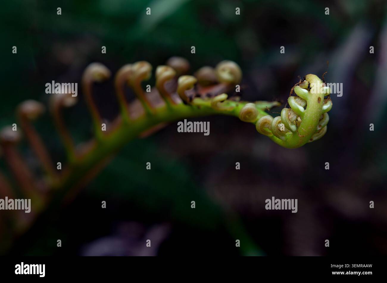 Makro eines grünen Blechnopsis orientalis-Farnwedes, der bei schlechten Lichtverhältnissen abrollte und detaillierte Flugblätter gegen einen dunklen Waldboden zeigt. Stockfoto