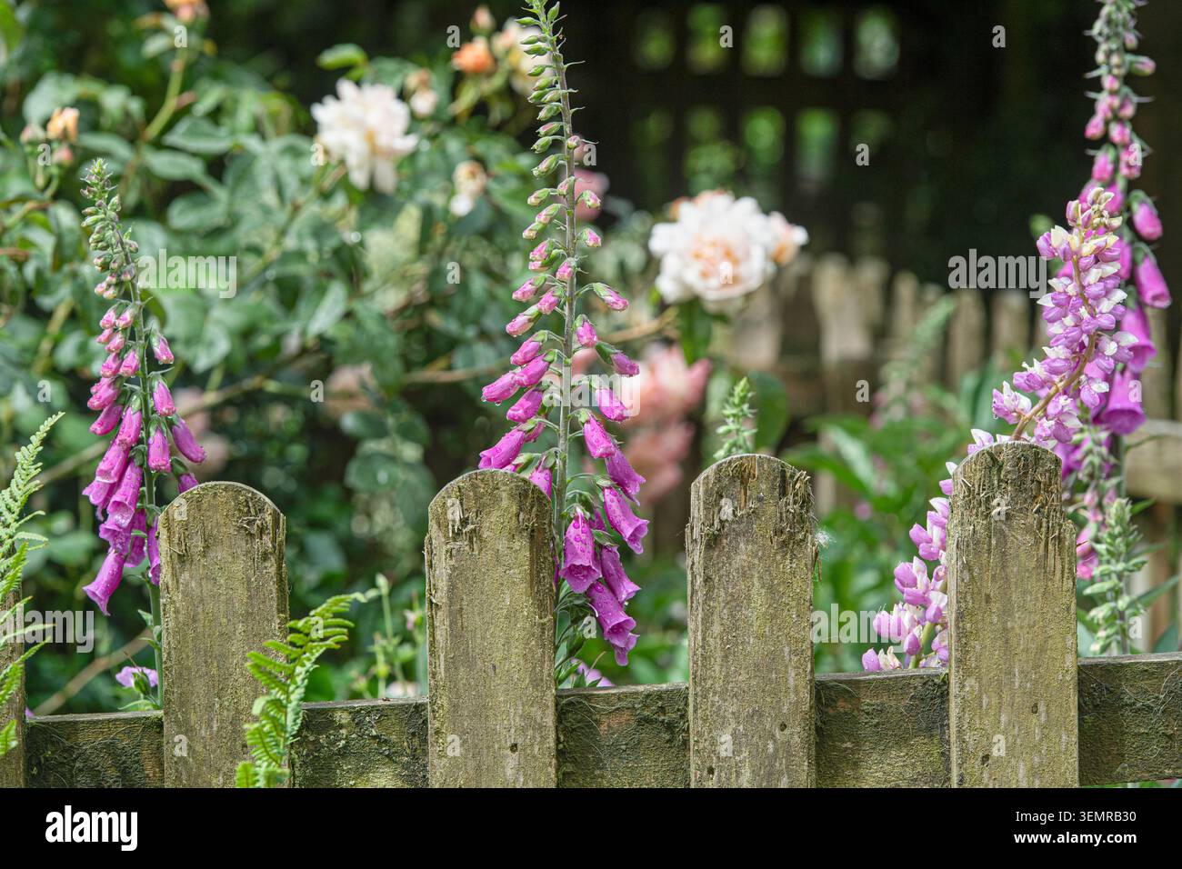 Lupin, Fingerhut und Rosen im Sommer im Garten Stockfoto