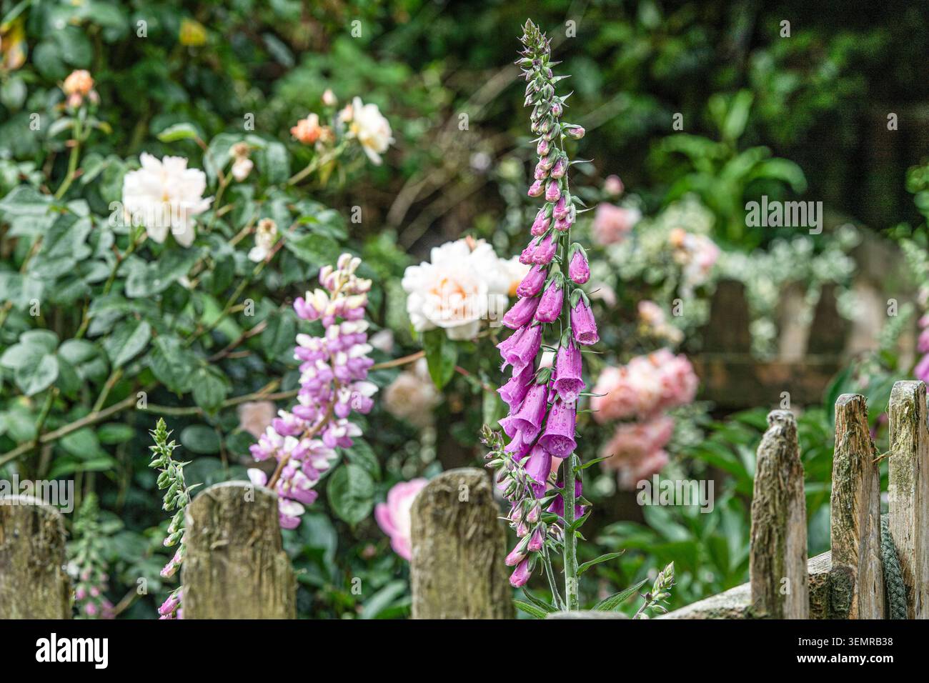 Lupin, Fingerhut und Rosen im Sommer im Garten Stockfoto