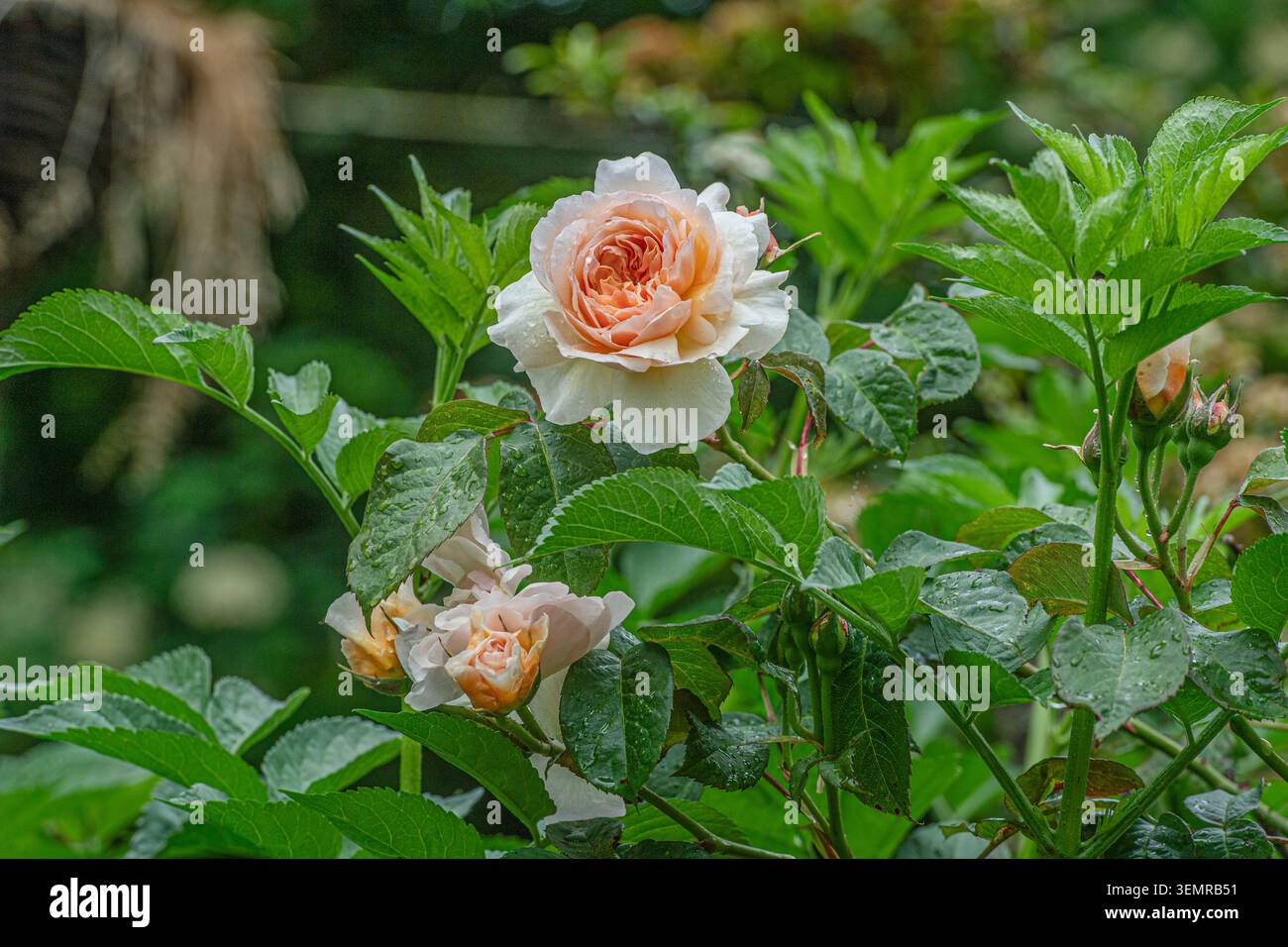 Pfirsichfarbene David Austin Rosen in Blüte Stockfoto