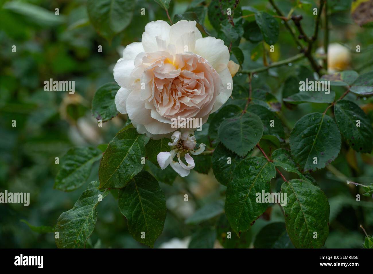 Pfirsichfarbene David Austin Rosen in Blüte Stockfoto