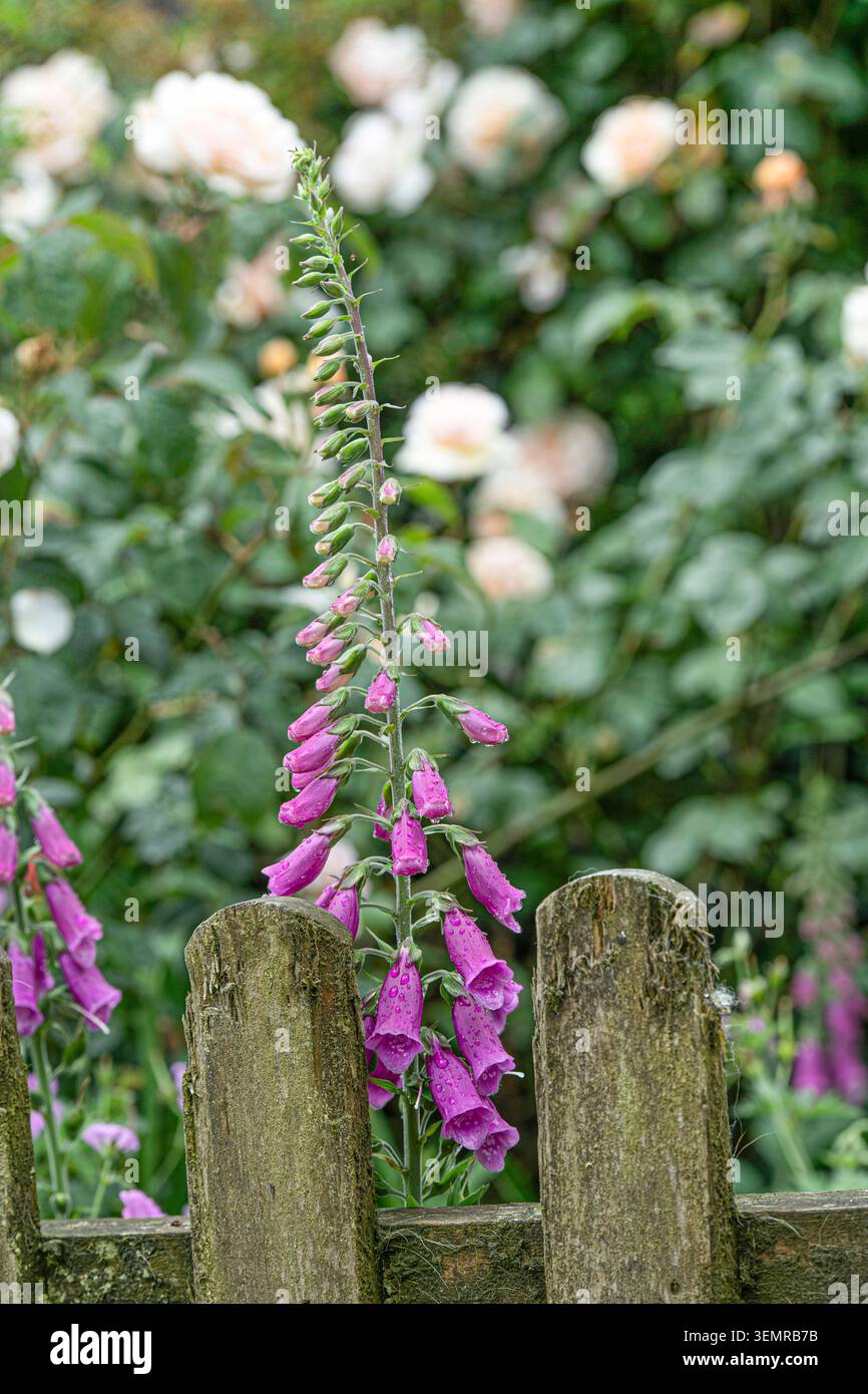 Fuchshandschuhe und Rosen wachsen zusammen Stockfoto