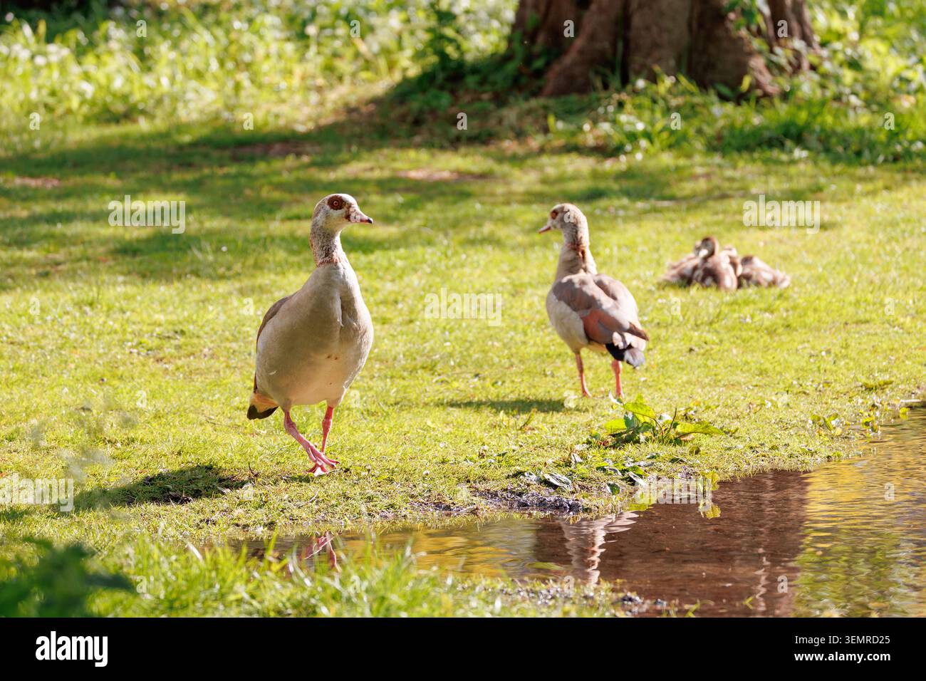Zwei Nilgänse, Alopochen aegyptiaca, laufen auf grünem Gras neben einem Teich in einer sonnigen Parkumgebung Stockfoto
