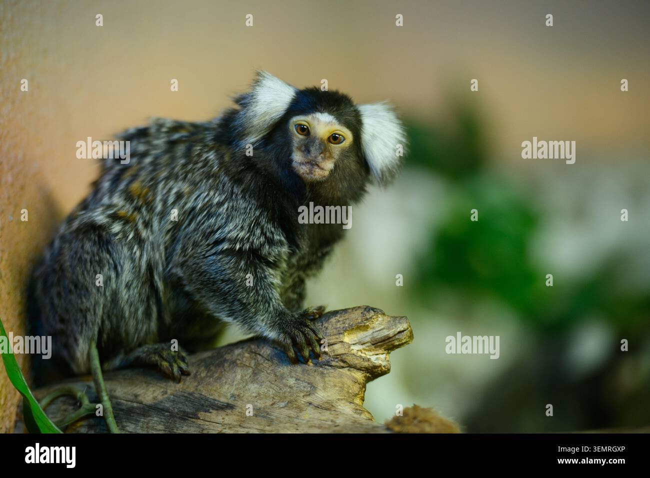 Gemeiner Maultieraffe, der auf Holzästen sitzt. Niedliches Büschel-Ohr mit Blick auf die Kamera. Exotische Primaten, tropische Tierwelt, Regenwaldfauna, Zool Stockfoto