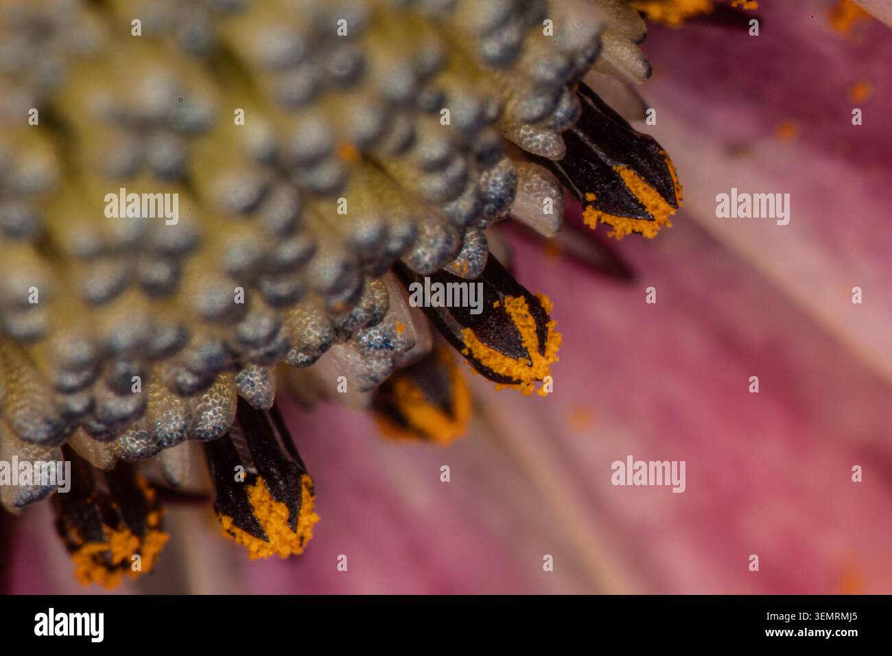 Buntes Blumenbeet im Siegener Schlossgarten in äußerster Nähe Stockfoto