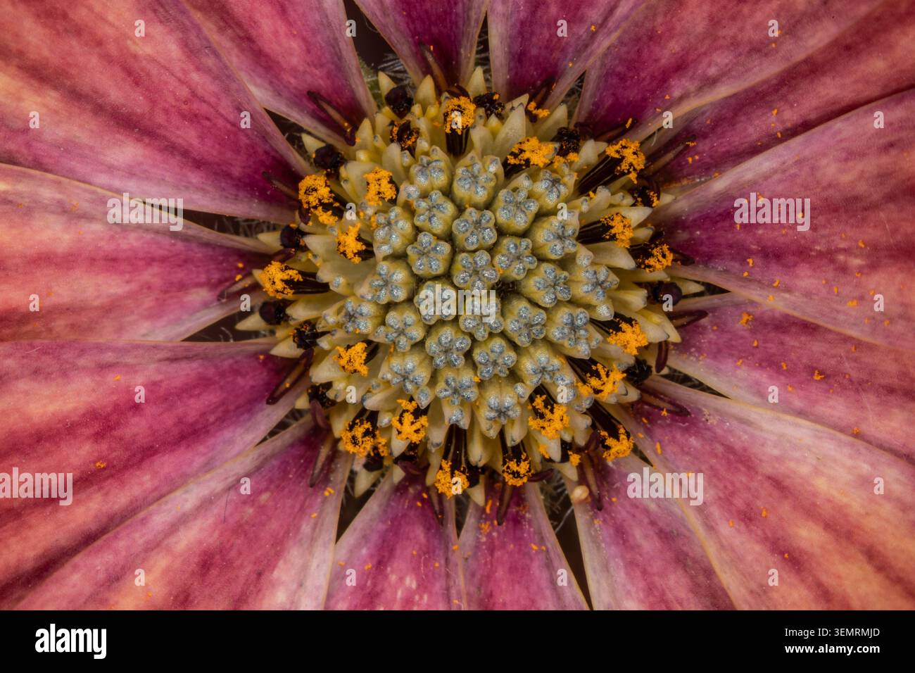 Buntes Blumenbeet im Siegener Schlossgarten in äußerster Nähe Stockfoto