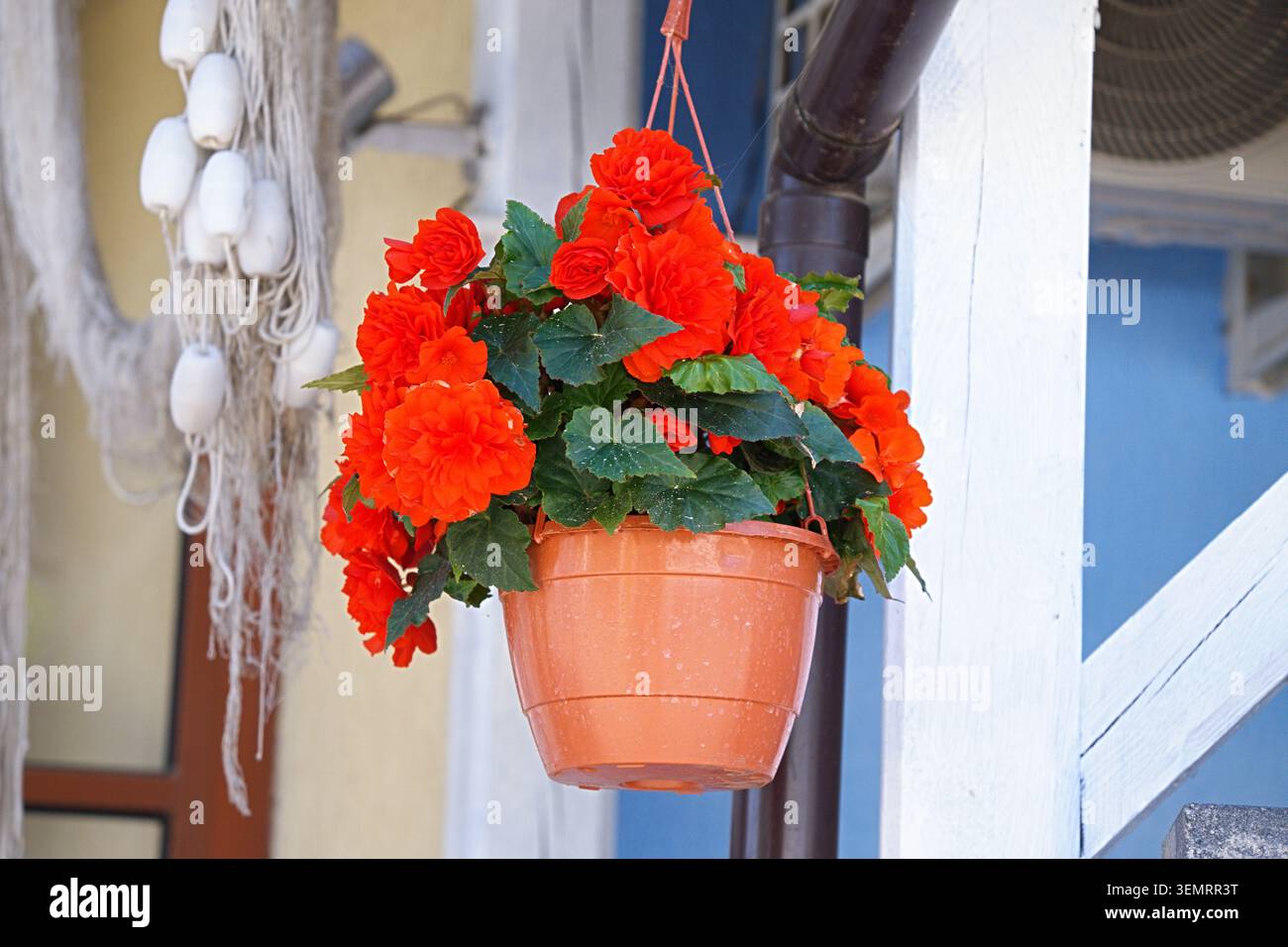 Nahaufnahme von Begonia tuberhybrida 'Joy Orange' in einem Hängetopf. Hochwertige Fotos Stockfoto
