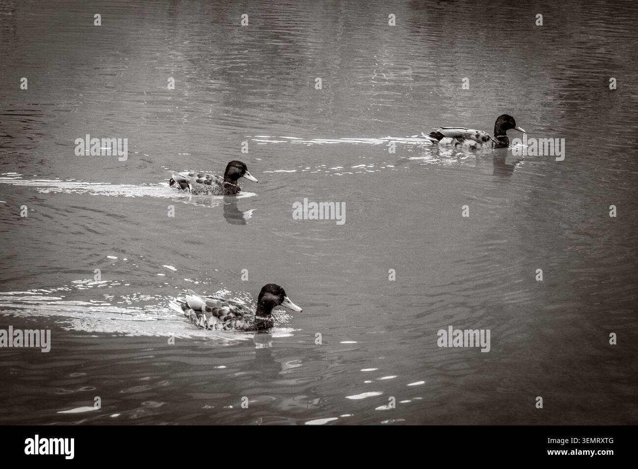 Auf einem ruhigen Schwarzweißfoto werden zwei Enten festgehalten, die anmutig über einen ruhigen See gleiten. Die Wasseroberfläche reflektiert die umgebende Umgebung Stockfoto