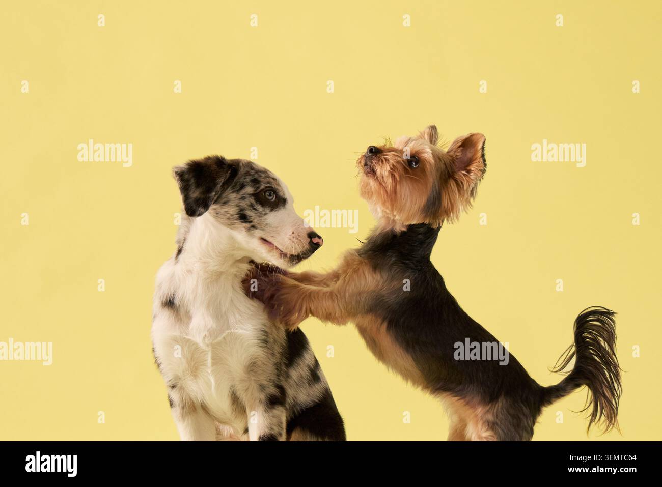 Welpe und Yorkshire Terrier-Hund stehen zusammen im Studio-Porträt. Gelber Hintergrund und verspielte Haltung sorgen für eine fröhliche Atmosphäre bei der Haustierfotografie. Stockfoto