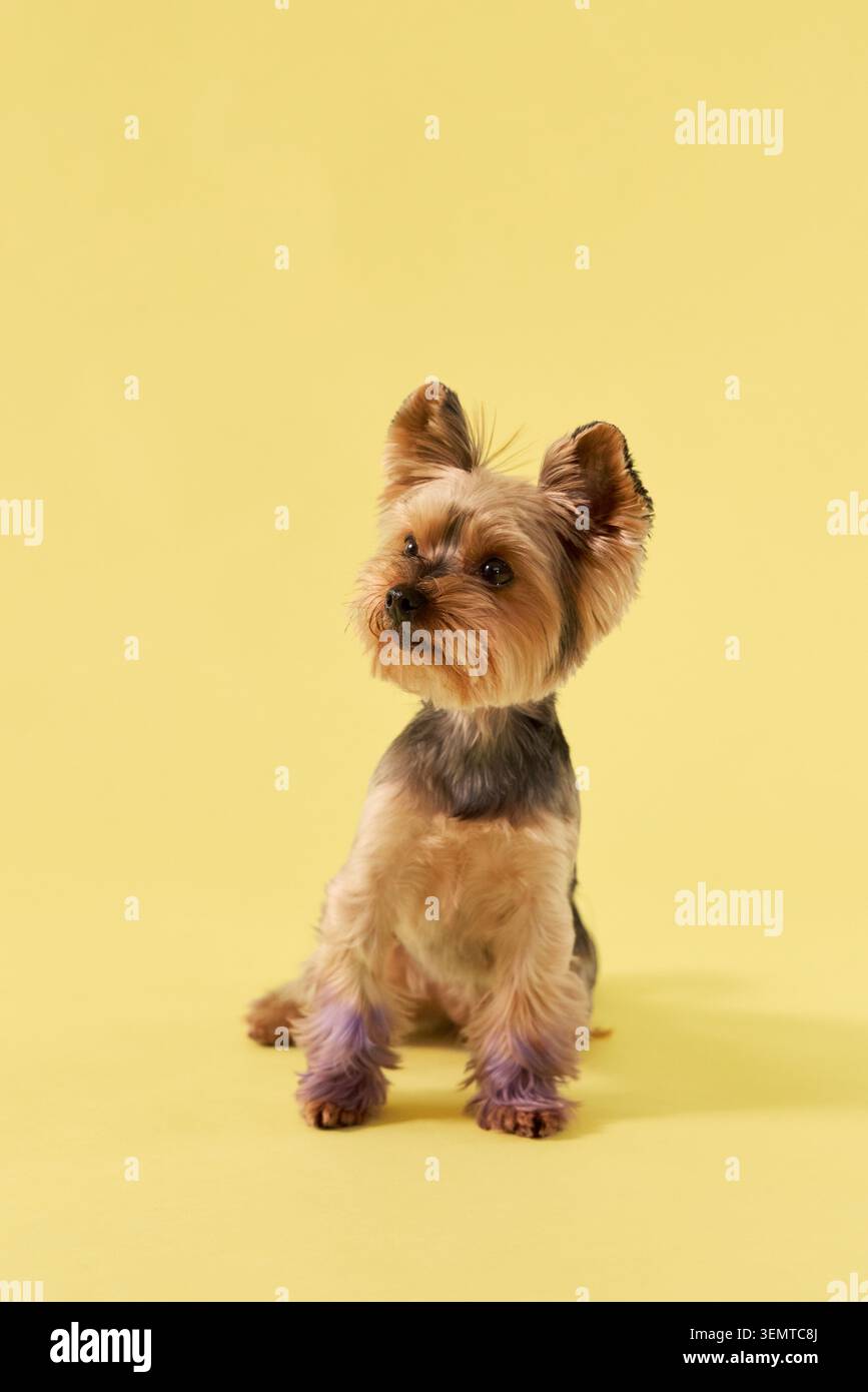Ein Yorkshire Terrier-Hund sitzt in einem hellen Studio-Porträt. Seidiges Fell und gelber Hintergrund sorgen für eine fröhliche Atmosphäre für kommerzielle Haustierfotografie. Stockfoto