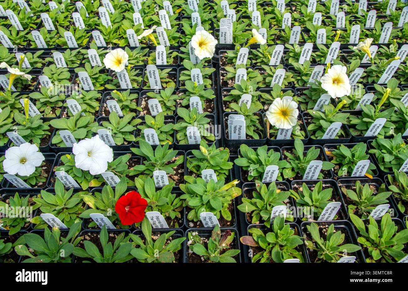 Petunia-Blumen in der Pflanzenzüchtung erhältlich. Montrose, Colorado. Stockfoto