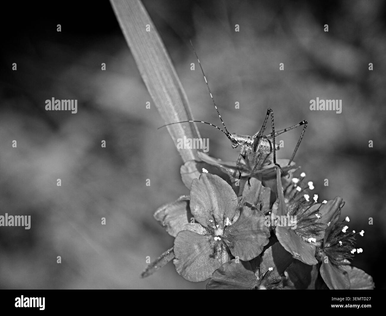 Detaillierte Makrofotografie einer grünen Katydid (Langhörner Grashüpfer), die auf leuchtend violetten Spinnenkraut (Tradescantia) Wildblumen mit hellem Gelb thront Stockfoto