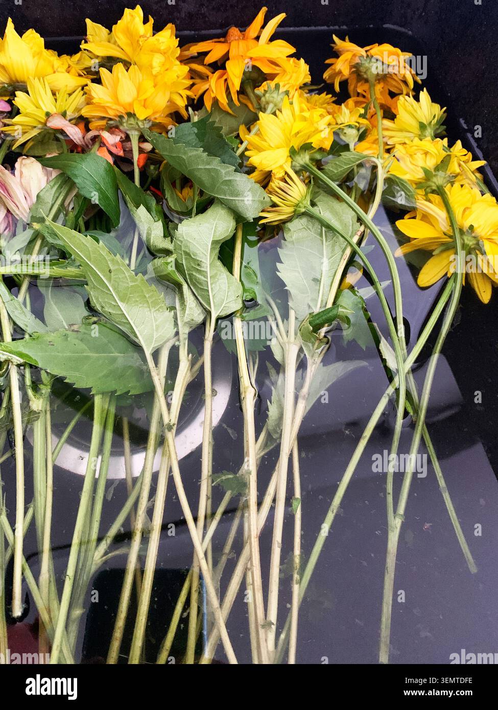Saisonale Blumen werden in Wasser gelegt, um sie frisch zu halten. Dies geschieht vor der Durchführung von Vorkehrungen oder Vorführungen. Die Szene zeigt verschiedene Typen, die einsatzbereit sind. Stockfoto